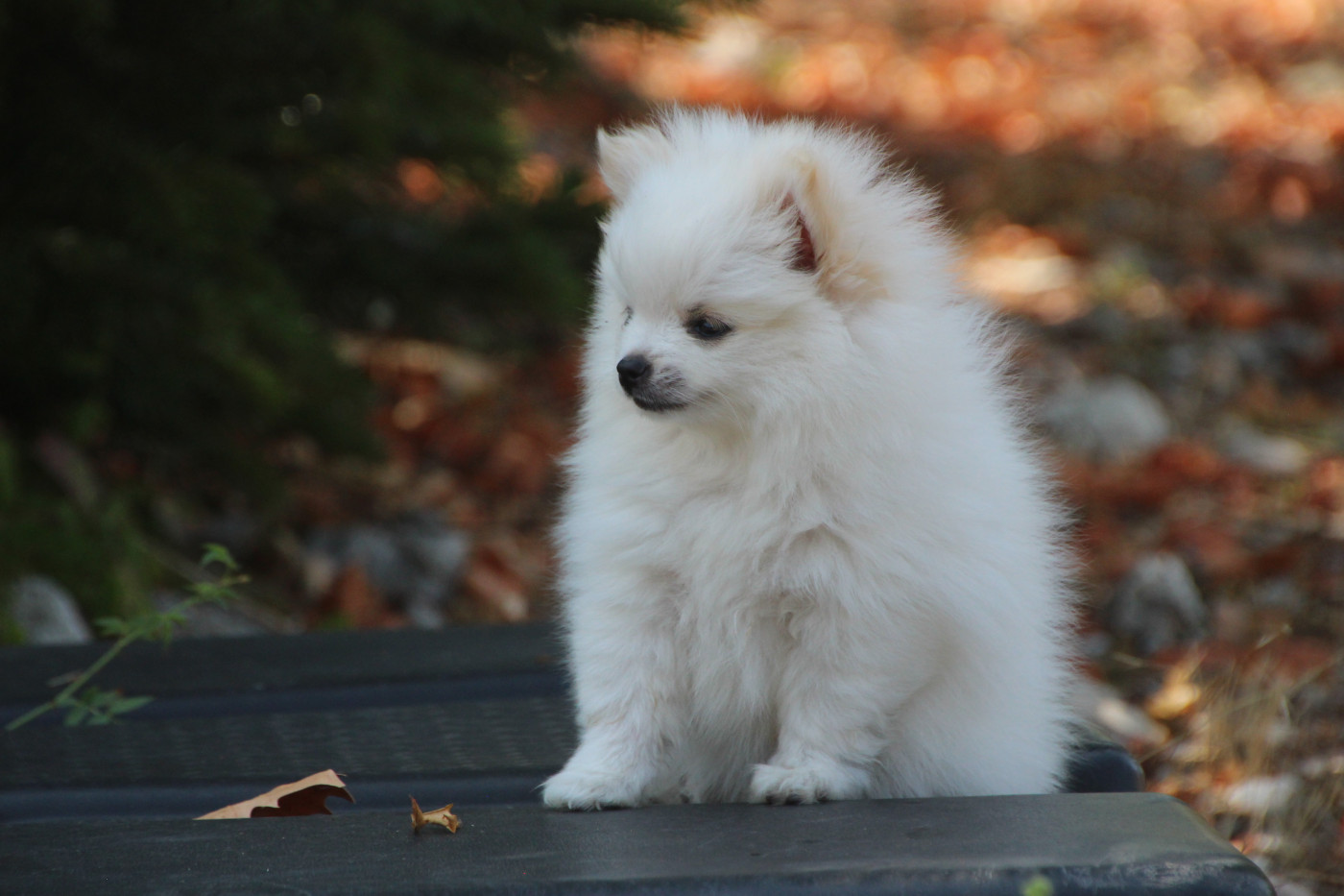 E'vol And Love - Chiots disponibles - Spitz allemand