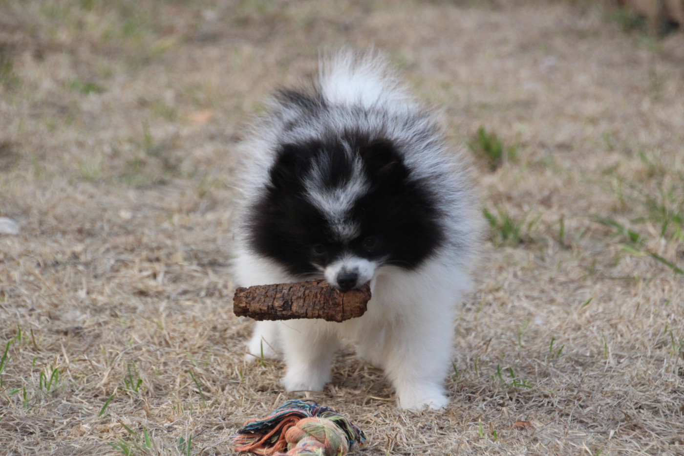 E'vol And Love - Chiots disponibles - Spitz allemand