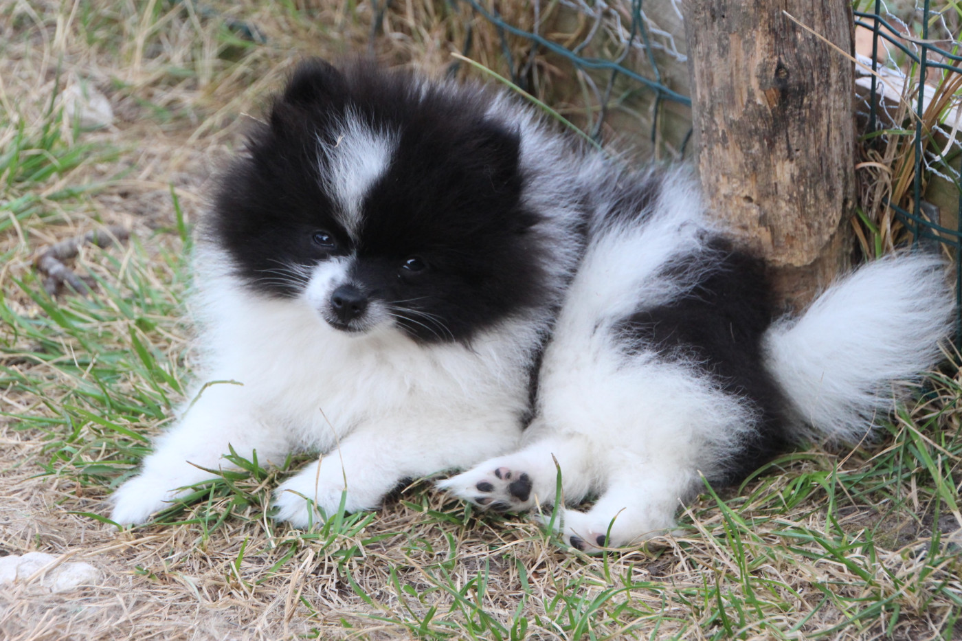E'vol And Love - Chiots disponibles - Spitz allemand