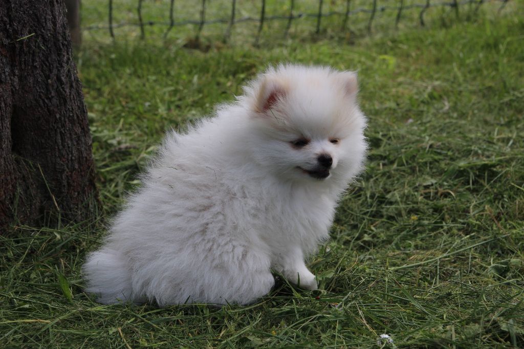 E'vol And Love - Chiots disponibles - Spitz allemand