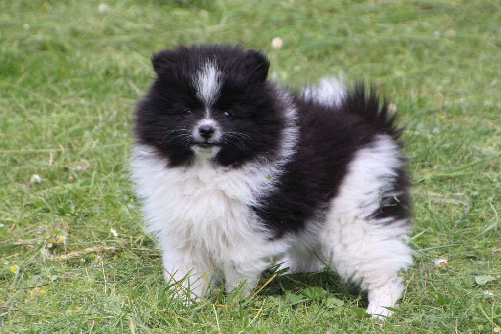 E'vol And Love - Chiots disponibles - Spitz allemand