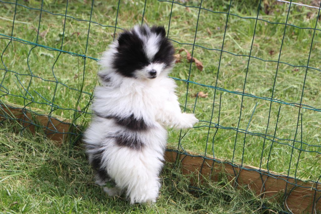 E'vol And Love - Chiots disponibles - Spitz allemand